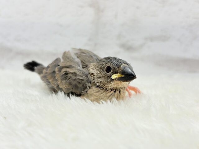 癒されついんず🐣💖🐣桜文鳥 ヒナ 桜文鳥