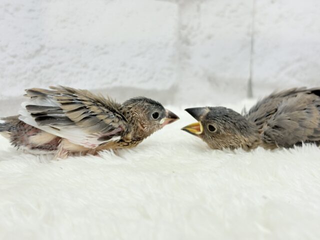 癒されついんず🐣💖🐣桜文鳥 ヒナ 桜文鳥