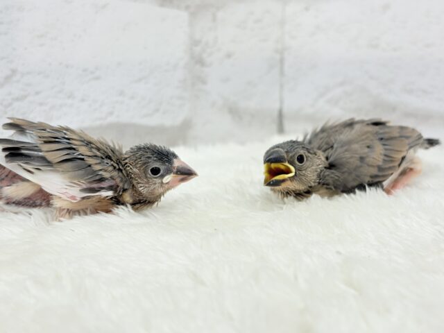 癒されついんず🐣💖🐣桜文鳥 ヒナ 桜文鳥
