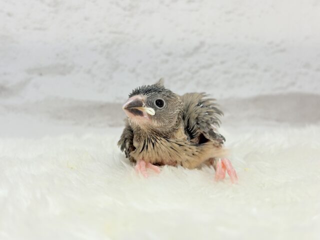 癒されついんず🐣💖🐣桜文鳥 ヒナ 桜文鳥