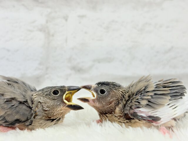 癒されついんず🐣💖🐣桜文鳥 ヒナ 桜文鳥