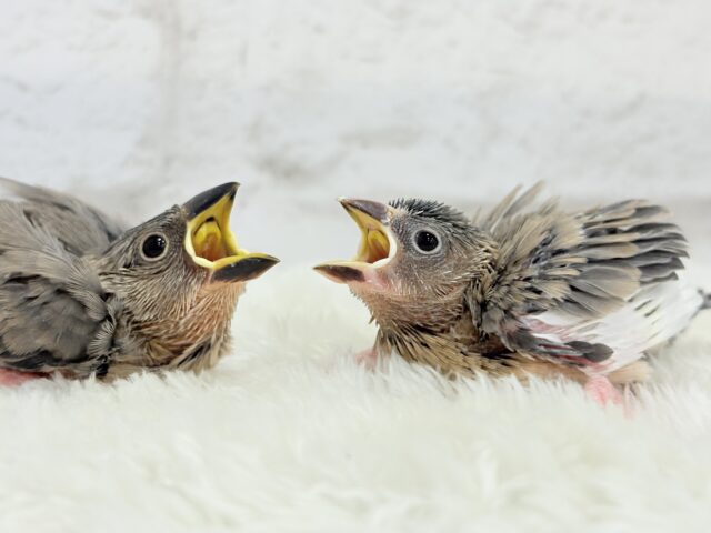 癒されついんず🐣💖🐣桜文鳥 ヒナ 桜文鳥