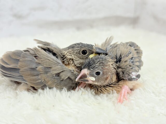 癒されついんず🐣💖🐣桜文鳥 ヒナ 桜文鳥