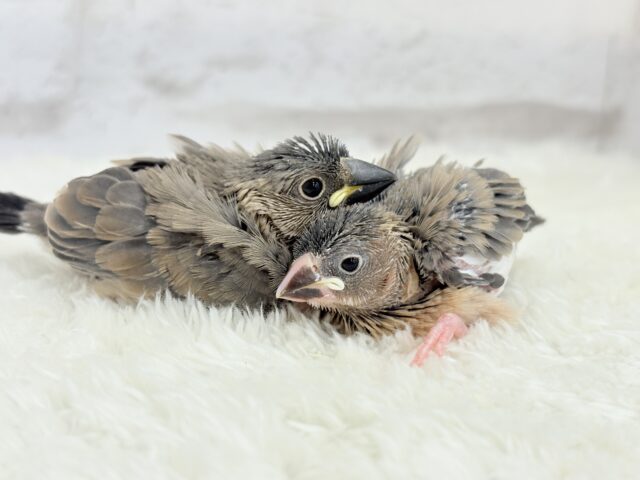 癒されついんず🐣💖🐣桜文鳥 ヒナ 桜文鳥