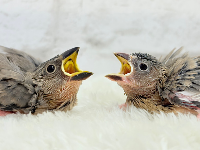 癒されついんず🐣💖🐣桜文鳥 ヒナ 癒されついんず🐣💖🐣桜文鳥 ヒナ