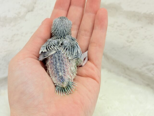 チビッ子エンドウ豆🫛マメルリハ(ノーマル) 男の子 ヒナ マメルリハ