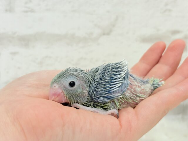 チビッ子エンドウ豆🫛マメルリハ(ノーマル) 男の子 ヒナ マメルリハ