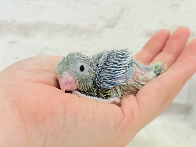 チビッ子エンドウ豆🫛マメルリハ(ノーマル) 男の子 ヒナ マメルリハ