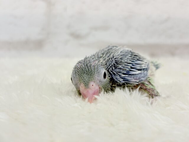 チビッ子エンドウ豆🫛マメルリハ(ノーマル) 男の子 ヒナ マメルリハ