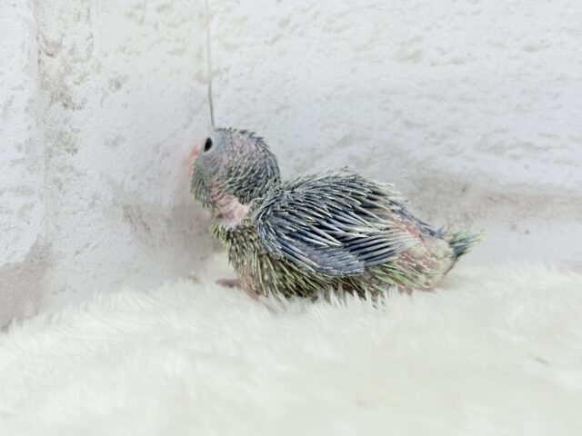 チビッ子エンドウ豆🫛マメルリハ(ノーマル) 男の子 ヒナ マメルリハ