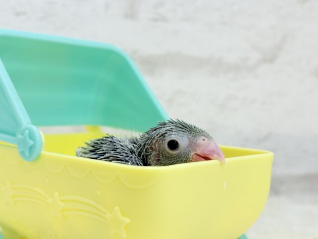 チビッ子エンドウ豆🫛マメルリハ(ノーマル) 男の子 ヒナ マメルリハ