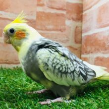 パール模様が魅力的✨✨　オカメインコ（パールパイド）