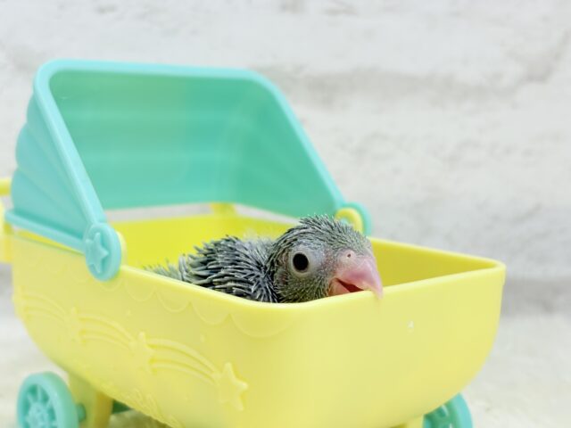 チビッ子エンドウ豆🫛マメルリハ(ノーマル) 男の子 ヒナ マメルリハ