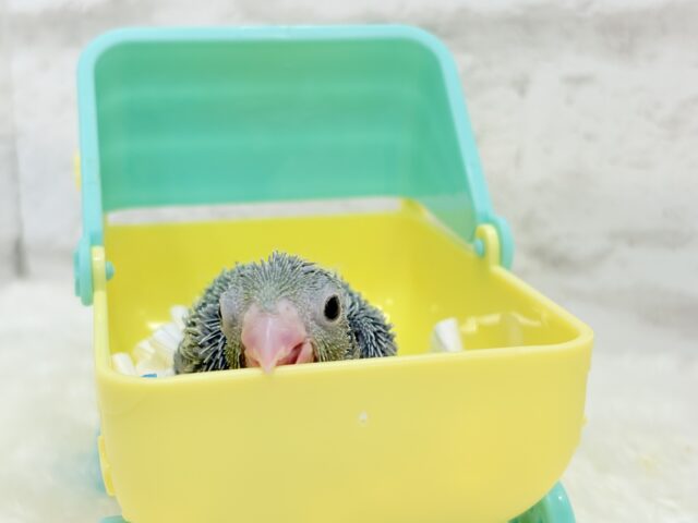 チビッ子エンドウ豆🫛マメルリハ(ノーマル) 男の子 ヒナ マメルリハ