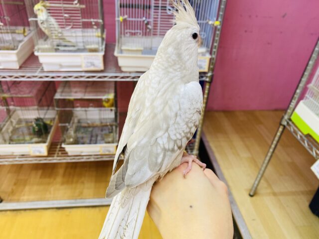 オカメインコ