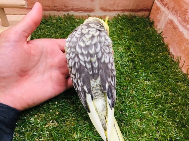 オカメインコ
