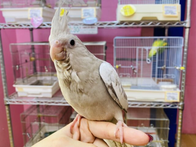 最新画像有ります❗️優しさ溢れる🫶💕︎︎モノトーンのオシャレさん😎✨オカメインコ(ホワイトフェイスシナモンパール) オカメインコ