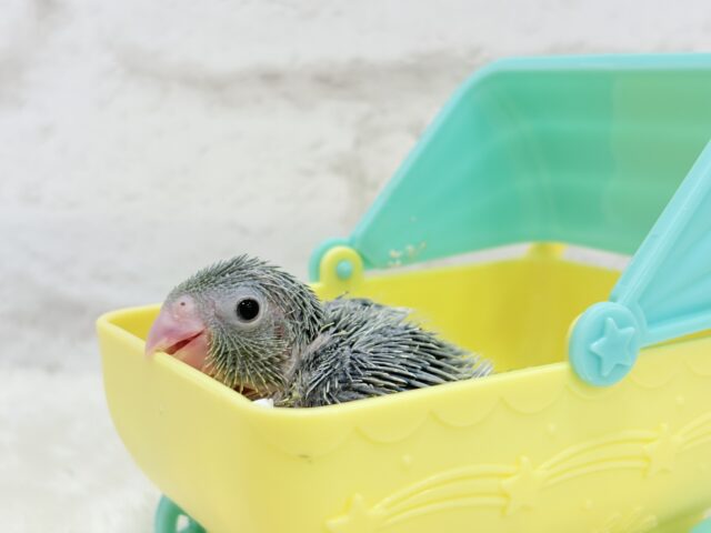 チビッ子エンドウ豆🫛マメルリハ(ノーマル) 男の子 ヒナ マメルリハ