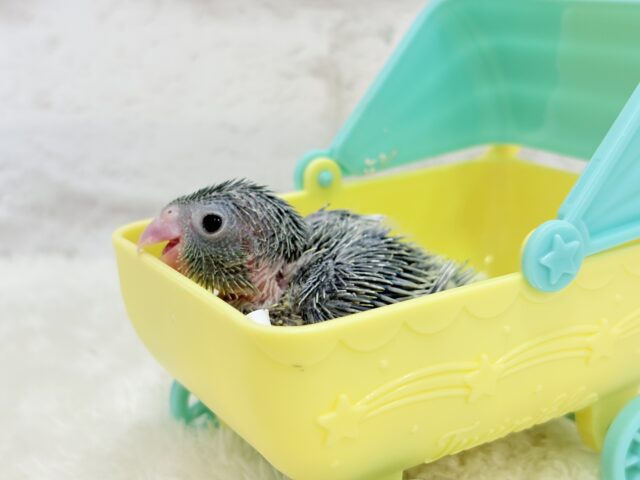 チビッ子エンドウ豆🫛マメルリハ(ノーマル) 男の子 ヒナ マメルリハ