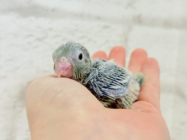 チビッ子エンドウ豆🫛マメルリハ(ノーマル) 男の子 ヒナ マメルリハ