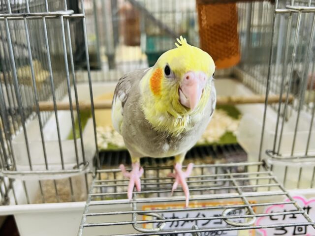 激甘🩶人が大好きなオカメインコ(シナモンパイド) オカメインコ