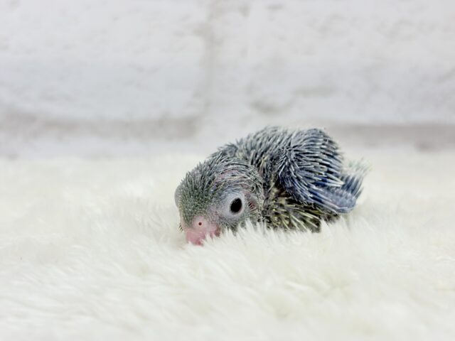 チビッ子エンドウ豆🫛マメルリハ(ノーマル) 男の子 ヒナ マメルリハ