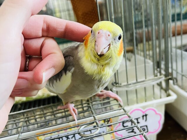 激甘🩶人が大好きなオカメインコ(シナモンパイド) オカメインコ