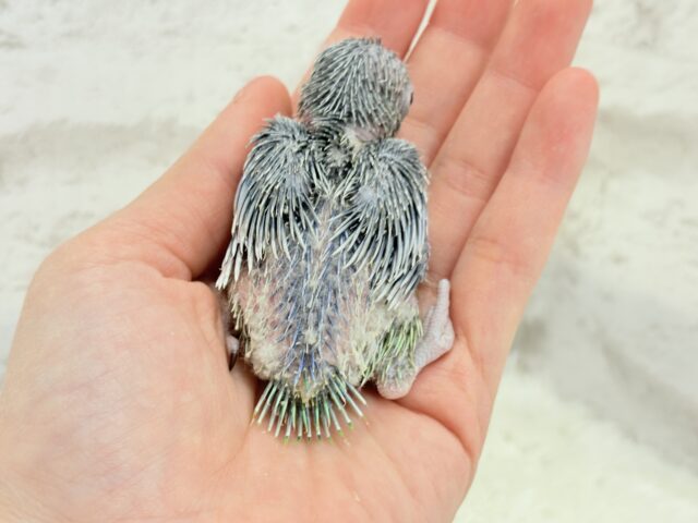 チビッ子エンドウ豆🫛マメルリハ(ノーマル) 男の子 ヒナ マメルリハ