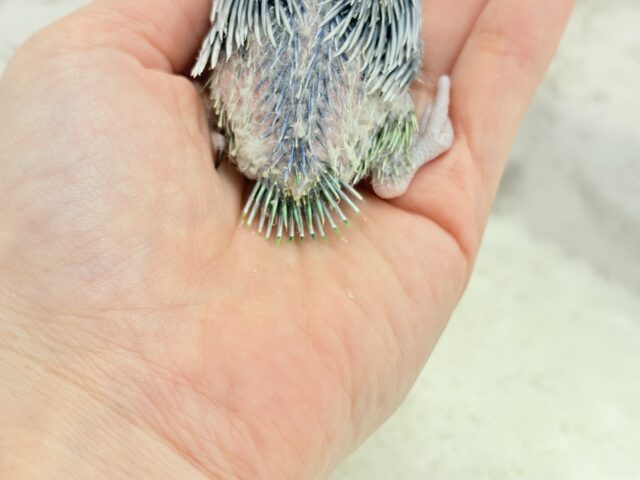 チビッ子エンドウ豆🫛マメルリハ(ノーマル) 男の子 ヒナ マメルリハ