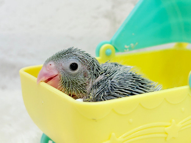 チビッ子エンドウ豆🫛マメルリハ(ノーマル) 男の子 ヒナ チビッ子エンドウ豆🫛マメルリハ(ノーマル) 男の子 ヒナ