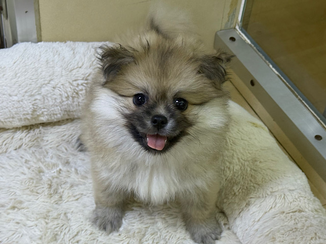 ポメペキ（ペキポメ）