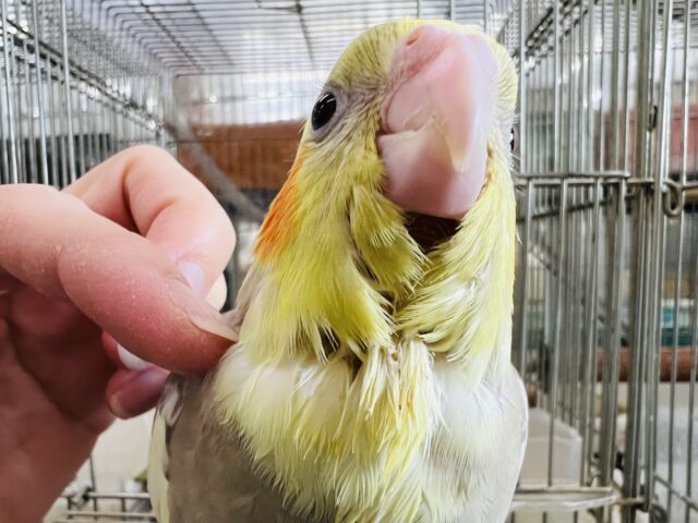 オカメインコ