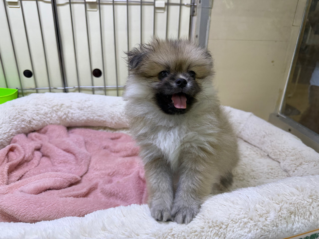 ポメペキ（ペキポメ）