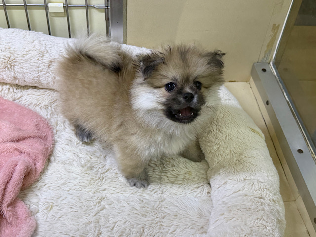 ポメペキ（ペキポメ）