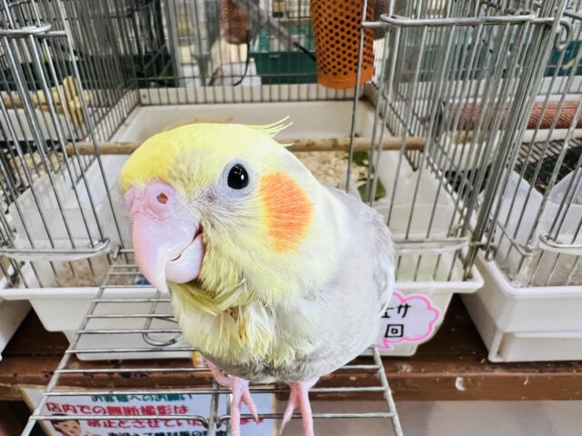 激甘🩶人が大好きなオカメインコ(シナモンパイド) オカメインコ