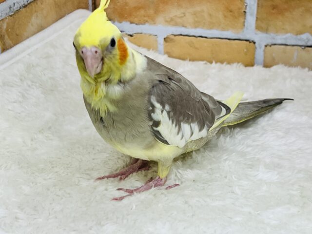 オカメインコ