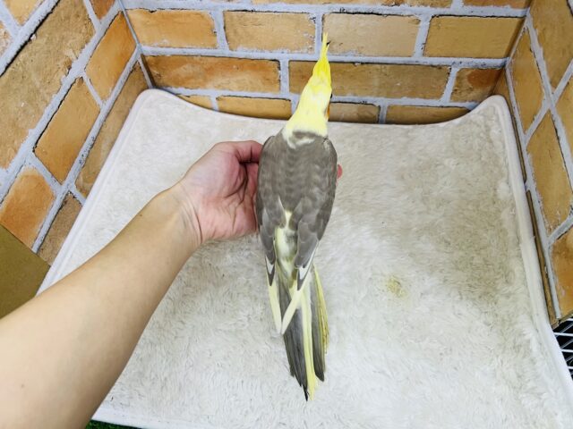 激甘🩶人が大好きなオカメインコ(シナモンパイド) オカメインコ