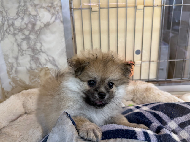 ポメペキ（ペキポメ）