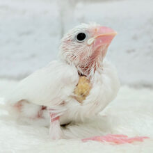 【最新画像更新🪄】大きなおめめの雪見ちゃん🐣🤍白文鳥 ヒナ