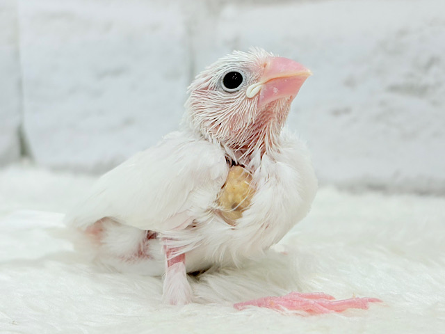 【最新画像更新🪄】大きなおめめの雪見ちゃん🐣🤍白文鳥 ヒナ