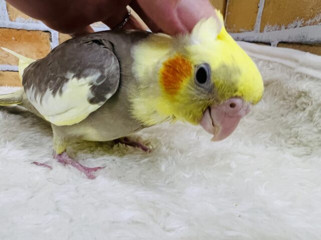 オカメインコ