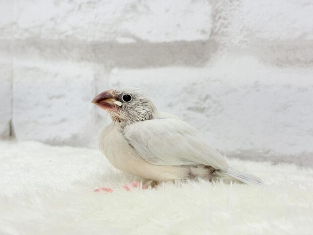 【最新画像更新🪄ひとり餌になりました☆】おめめきらきらワクワクさん🌍✨シルバー文鳥 ヒナ シルバー文鳥