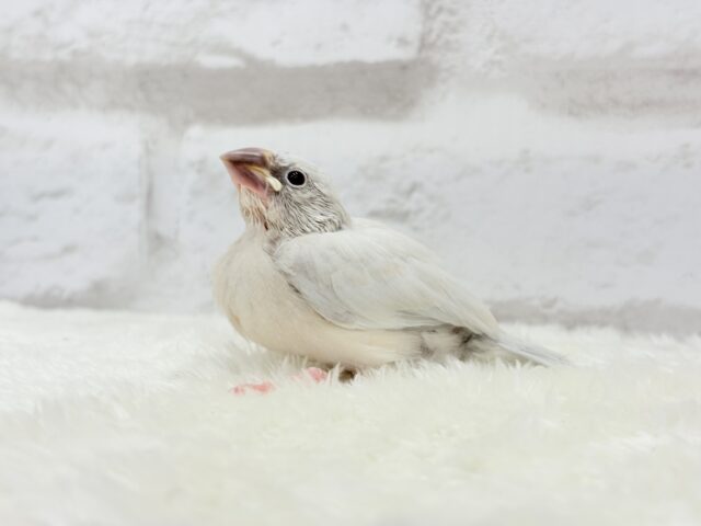 【最新画像更新🪄ひとり餌になりました☆】おめめきらきらワクワクさん🌍✨シルバー文鳥 ヒナ シルバー文鳥