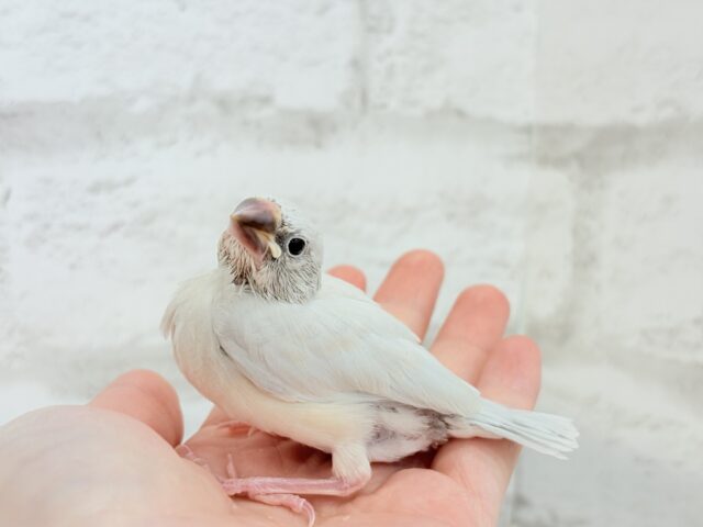 【最新画像更新🪄ひとり餌になりました☆】おめめきらきらワクワクさん🌍✨シルバー文鳥 ヒナ シルバー文鳥