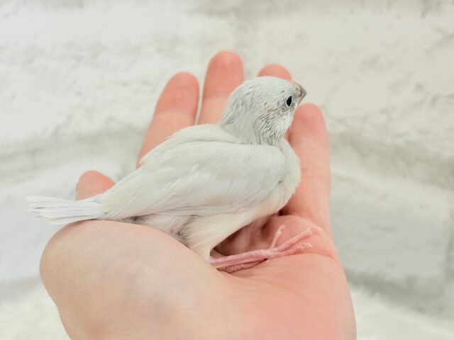 【最新画像更新🪄ひとり餌になりました☆】おめめきらきらワクワクさん🌍✨シルバー文鳥 ヒナ シルバー文鳥