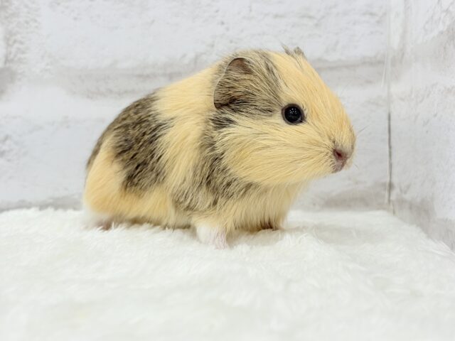 可愛いシマシマトラちゃん🐯🌿イングリッシュモルモット 女の子 イングリッシュモルモット