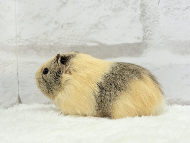 可愛いシマシマトラちゃん🐯🌿イングリッシュモルモット 女の子 イングリッシュモルモット