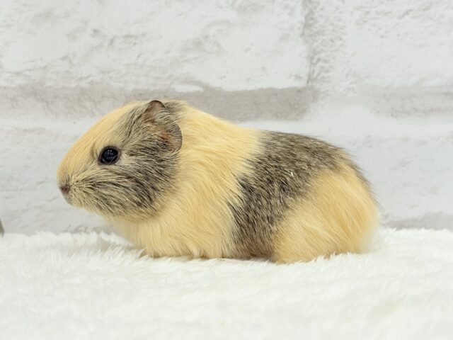 可愛いシマシマトラちゃん🐯🌿イングリッシュモルモット 女の子 イングリッシュモルモット