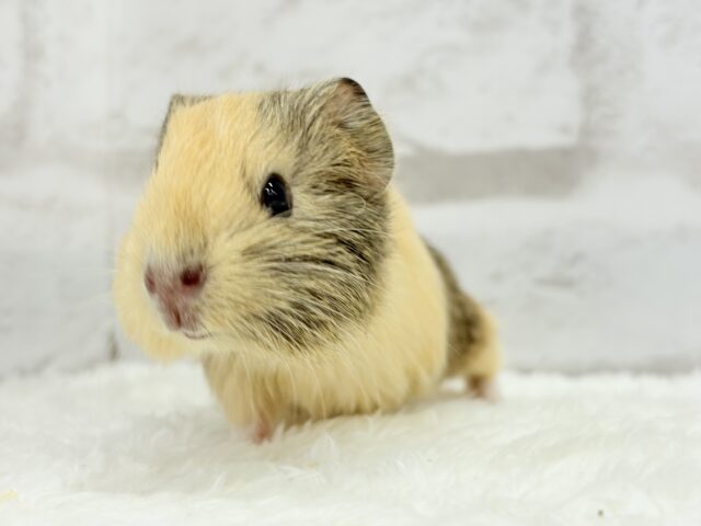 可愛いシマシマトラちゃん🐯🌿イングリッシュモルモット 女の子 イングリッシュモルモット