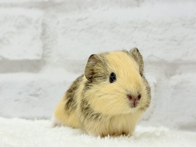 可愛いシマシマトラちゃん🐯🌿イングリッシュモルモット 女の子 イングリッシュモルモット